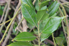 Sarcococca saligna